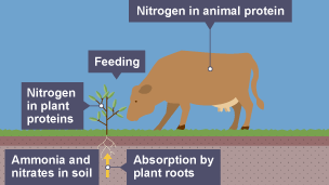 Stage two of the nitrogen cycle