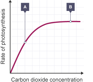 Graph showing how the rate of photosynthesis is affected by carbon dioxide concentration. The y axis is labelled 'Rate of photosynthesis', the x axis is labelled 'Carbon dioxide concentration'.