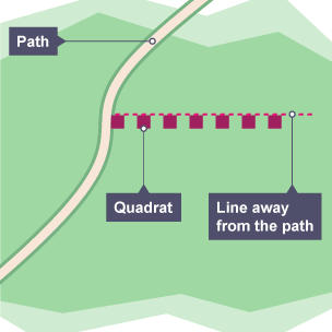A bird's eye-view of a field with a path and seven quadrats in line from the path