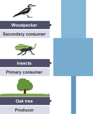 An 'oak tree-insects-woodpecker' pyramid of numbers