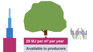 Lowest (fourth) tier of pyramid of biomass showing the producers, for example oak tree, flowers. They produce 25 MJ per meter squared per year.