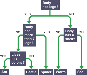 A yes no flow chart that deciphers whether the user is thinking of an ant, beetle, spider, worm or snail.