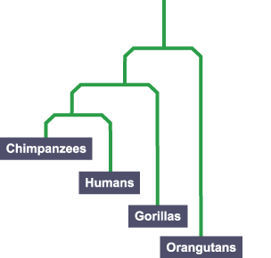 This image shows the Evolutionary trees and how they can be created using DNA sequences of different species.