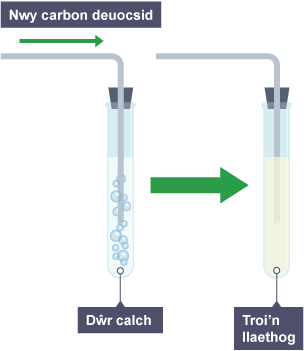 Arbrawf resbiradaeth yn defnyddio dŵr calch mewn tiwb profi. Cam 1: Pibell â'r label nwy carbon deuocsid yn mynd i mewn i'r tiwb profi, swigod yn y dŵr calch. Cam 2: y dŵr calch yn troi'n llaethog.