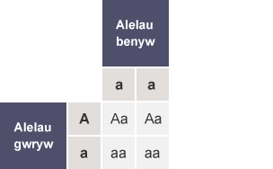 Tabl gyda’r rhesi wedi’u labelu fel Alelau gwryw (A,a) a'r colofnau wedi’u labelu fel Alelau benyw (a,a). Mae holl gelloedd y tabl yn cynnwys Aa, Aa, aa a aa