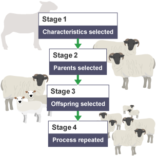 selective breeding diagram