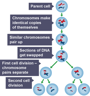 The process of meiosis, a form of cell division.