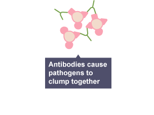 Diagram showing how antibodies cause pathogens to stick together