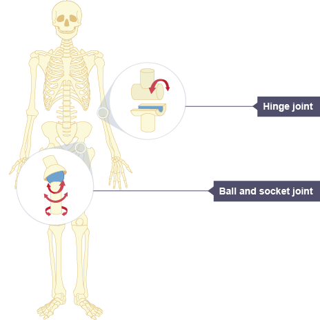 hinge joint diagram for kids