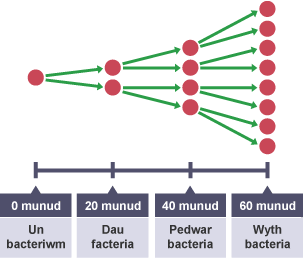 Diagram o ficro-organeb: 0 munud; Un bacteriwm. 20 munud; Dau facteriwm. 40 munud; Pedwar bacteriwm. 60 munud; Wyth bacteriwm