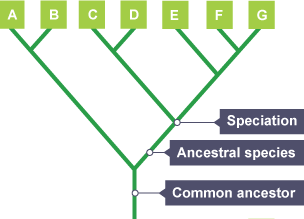 Evolutionary trees are a method used by scientists to represent the relationships between a set of organisms.