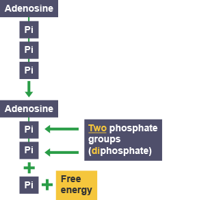 Chemical energy in an ATP molecule is released, leaving adenosine plus two phosphate groups.