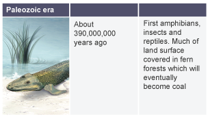 About 390,000,000 years ago: first amphibians, insects and reptiles, much of land surface covered in fern forests which will eventually become coal.