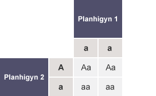 Tabl gyda’r rhesi wedi’u labelu fel Alelau gwryw (A,a) a'r colofnau wedi’u labelu fel Alelau benyw (A,a). Mae holl gelloedd y tabl yn cynnwys Aa, Aa, aa a aa