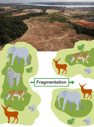 Habitat fragmentation