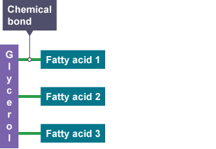 A diagram illustrating how lipids are made up of fatty acids