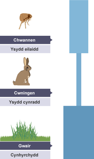 Pyramid niferoedd 'gwair-cwningen-chwannen'