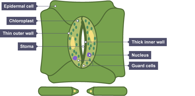 Long, narrow opening flanked by guard cells with chloroplasts, surrounded by epidermal cells. Guard cells have a thick inner wall around stoma and thin outer wall where they border epidermal cells.