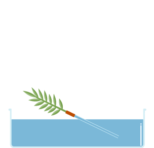 Diagram of how to conduct an experiment of how to find the rate of water uptake in a plant