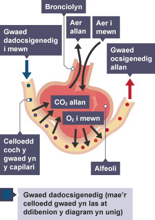 Diagram yn dangos gwaed dadocsigenedig yn mynd i'r alfeoli a gwaed ocsigenedig yn gadael drwy'r ochr arall.