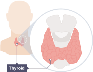 A visual to show the location of the thyroid gland in the human body.