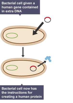 Genetic engineering.  A bacterical cell is given a human gene contained in extra DNA.  The bacterial cell now as the instructions for creating a human protein.