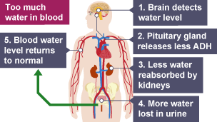 Too much water in blood. Hypothalmus detects water level.  Pituitary gland releases less ADH. Less water reabsorbed by kidneys. More water lost in urine.  Blood water level returns to normal.