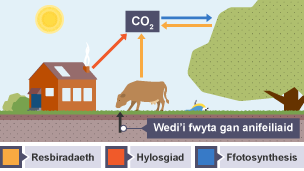 Anifeiliaid yn bwyta planhigion; cyfansoddion carbon yn symud drwy'r gadwyn fwyd. Allanadlu llawer o'r carbon fel carbon deuocsid wrth resbiradu. Yn y diwedd, mae'r anifeiliaid a'r planhigion yn marw.