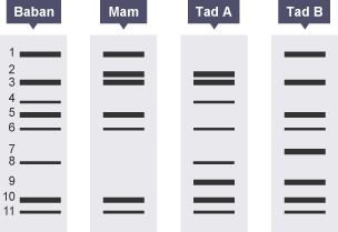 DNA o brawf tadolaeth wedi’i labelu fel Baban, Mam, Tad A, Tad B