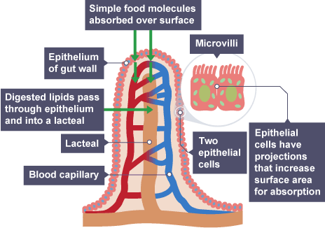 microvilli diagram