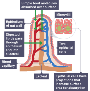 Diagram showing how food molecules are absorbed