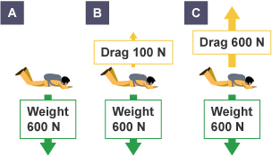 3 skydivers labelled A, B and C. Each skydiver weighs 600 newtons. The drag on A is 0, the drag on B is 100 newtons, and the drag on C is 600 newtons.