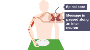 The message is then passed along a relay neuron.