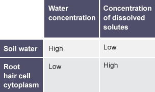 A table with two columns and two rows. The columns are labelled 'Water concentration' and 'Concentration of dissolved solutes'. The rows are labelled 'Soil water' and 'Root hair cell cytoplasm'.