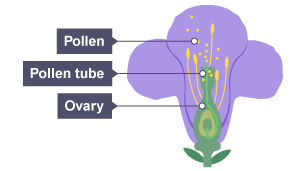 Plant reproduction: a pollen tube comes out of the ovary. Pollen grains are above the pollen tube.