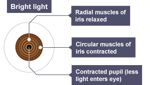 When there is a lot of light the pupil of the eye contracts to let in less light