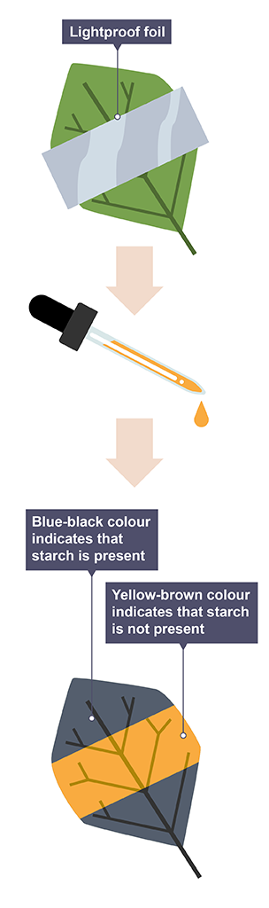 Starch test for light