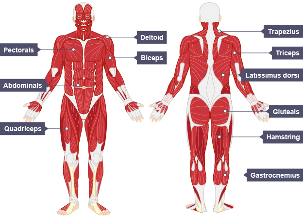 The Muscular System Efmurgi