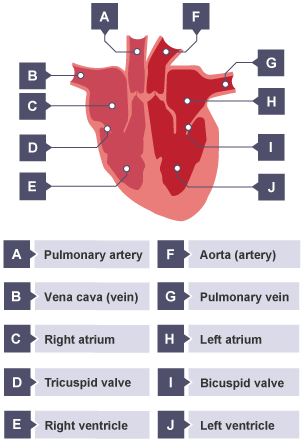 BBC Bitesize - GCSE Biology (Wales - 2016 onwards) - The circulatory