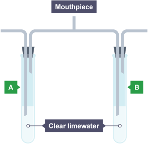 2 test tubes, both containing clear limewater, labelled A and B. A system of pipes labelled Mouthpiece connects the test tubes.