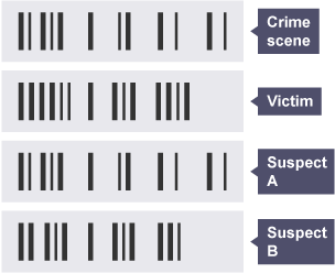 DNA from a crime scene labelled as Crime scene, Victim, Suspect A, Suspect B