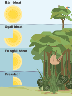 F‡smhorachd a' choille-uisge