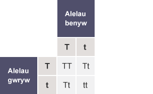 Tabl gyda’r rhesi wedi’u labelu fel Alelau gwryw (T,t) a'r colofnau wedi’u labelu fel Alelau benyw (T,t). Mae holl gelloedd y tabl yn cynnwys TT, Tt, Tt a tt