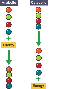 Anabolic and catabolic metabolic pathways