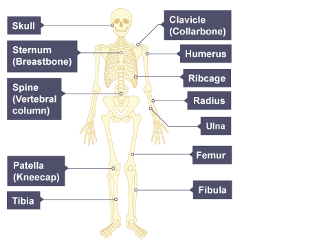 Muscles - Skeletal and muscular systems - 3rd level Science