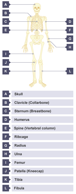 The skeleton - Skeletal and muscular systems - 3rd level Science Revision -  BBC Bitesize