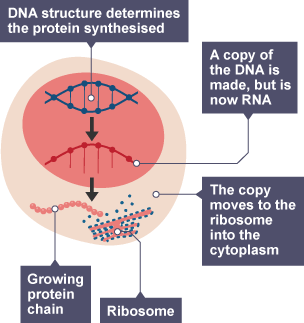 protein synthesis steps diagram