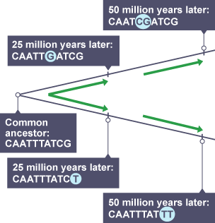 Phylogenetics