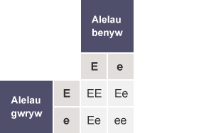 Tabl gyda’r rhesi wedi’u labelu fel Alelau gwryw (E, e) a'r colofnau wedi’u labelu fel Alelau benyw (E,e). Mae holl gelloedd y tabl yn cynnwys EE, Ee, Ee a ee