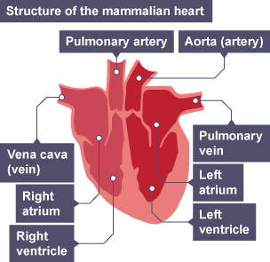 bbc atrium heart bitesize biology right structure blood left vena cava receives artery mammal maintaining metabolism lungs body